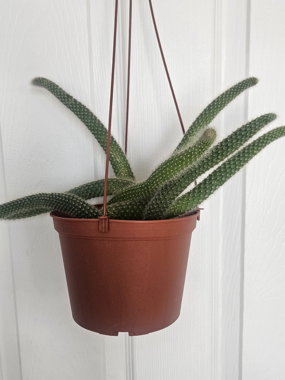 Monkey Tail Cactus Hanging Cactus in Brown Planter 6"inches